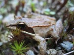 New blog post: Where do wood frogs go when there
